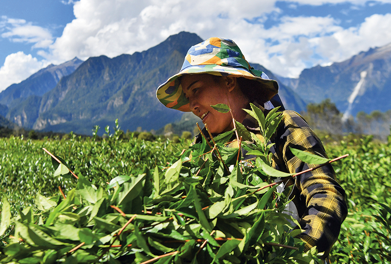 茶，已经成为西藏铸牢中华民族共同体意识的文化符号和重要标志